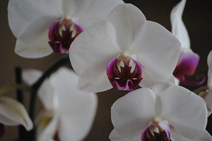 orhidee, alb, floare, natura, tropicale, petale, plante
