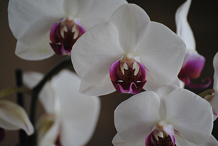 orhidejas, balta, puķe, daba, tropu, ziedlapas, augu