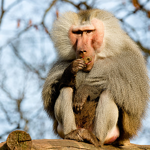 babuinas, beždžionė, Krefeldas, zoologijos sodas, maisto, gyvūnų, Laukiniai gyvūnai