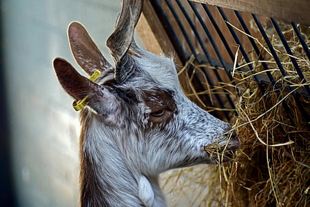 girgentana goat, the animal park arche warder, livestock, animal, mammal, farm, goat
