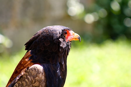 Hawk, pasăre de pradă, vânătoare cu şoimi, florin, păsări răpitoare