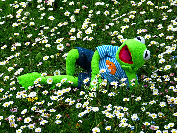 flower, field, flowers, Kermit, Frog, Meadow, Daisy