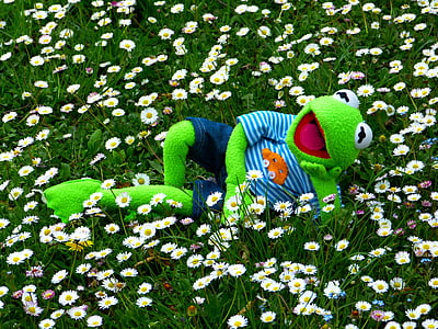 λουλούδι, το πεδίο, λουλούδια, Kermit, βάτραχος, Λιβάδι, Μαργαρίτα