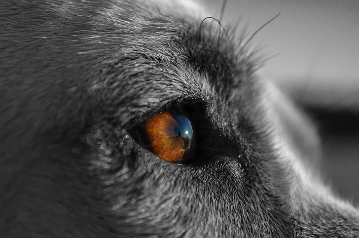 pas, pas, ljubimac, životinja, lojalnost, oči, instinkt