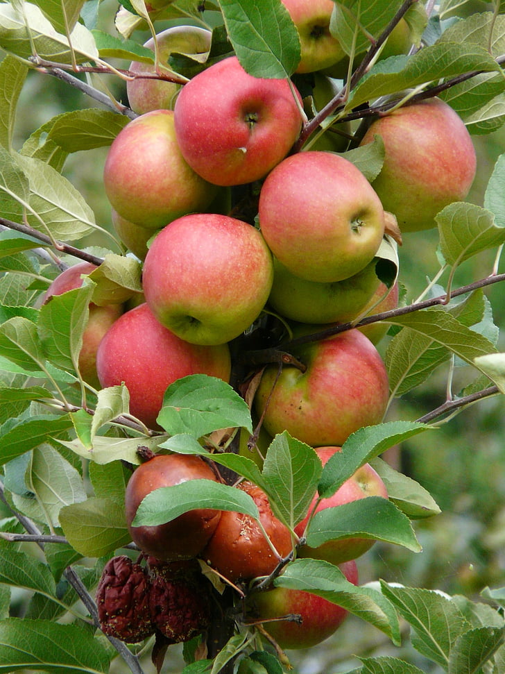 derliaus, obuolių, prinokusių, raudona, obuolių sodų, obelis, vaisių