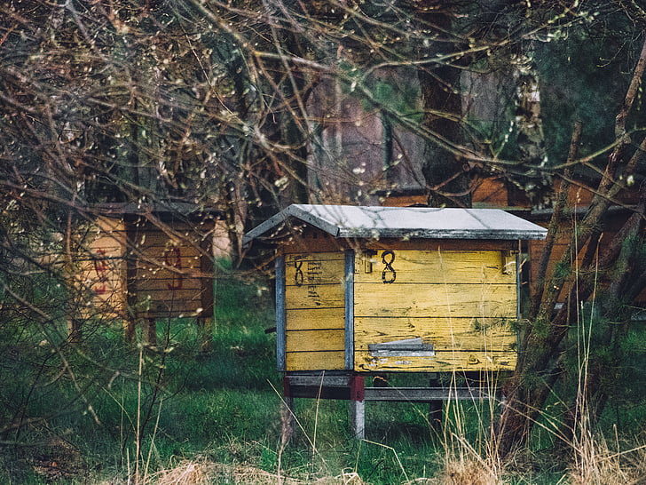 abandonné, jardin de l’abeille, ruche, apiculture, campagne, vide, environnement