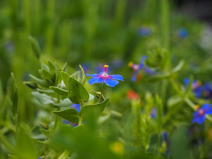 albastru pimpernel, floare, floare, floare, albastru, picătură de ploaie, anagallis foemina
