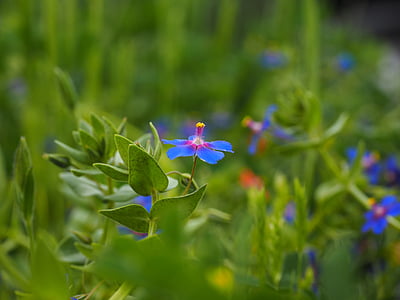 Primula rossa blu, fiore, Blossom, Bloom, blu, goccia di pioggia, Anagallis foemina
