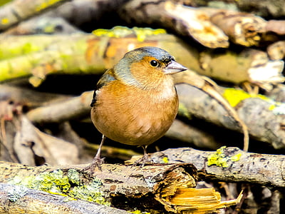 chaffinch, fink, songbird, garden bird, nature, animal, bird
