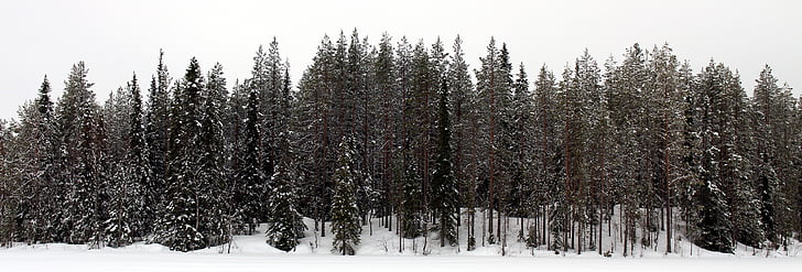 hó, erdő, téli, fák, finn, fa, havas