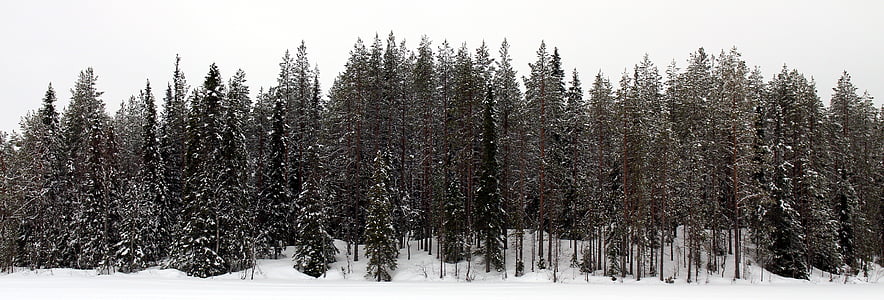 sne, skov, vinter, træer, finsk, træ, sneklædte