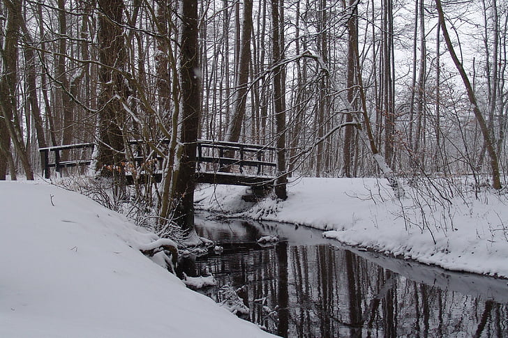 tuyết, rừng, Bridge, phong cảnh tuyết