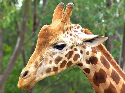 girafa, mascle, animal, responsable, Àfrica, africà, vida silvestre