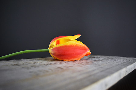 Tulipán, Dřevěná bedna, oranžová, červená