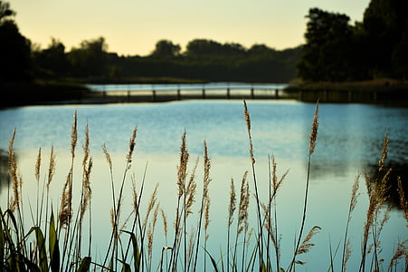 jezero, Příroda, voda, venku, léto, reflexe, krajina