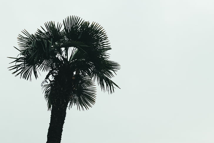 Palma, árbol, claro, cielo, tropical, verano, naturaleza
