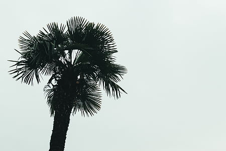 Palm, pohon, jelas, langit, tropis, musim panas, alam