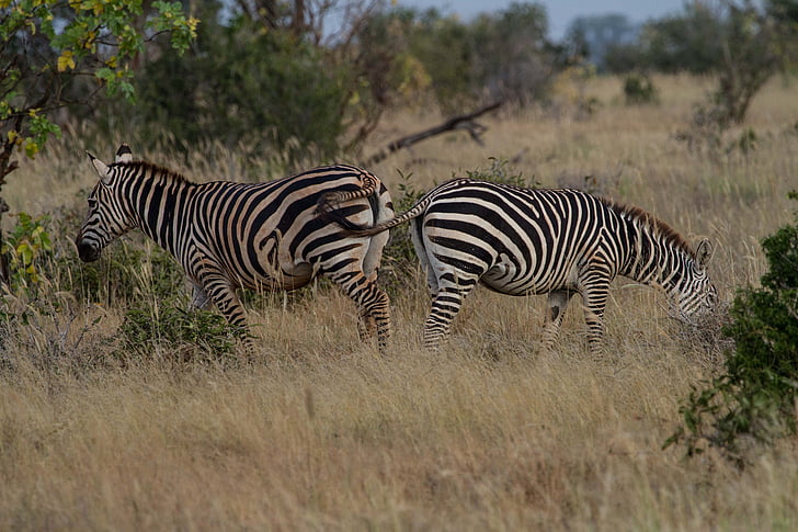 Zebra, savec, Afrika, přechod pro chodce, zvířata, Safari, Keňa