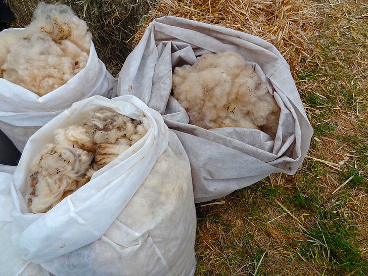 sheep's wool, sheep, wool, schur, schäfer, farm, commodity