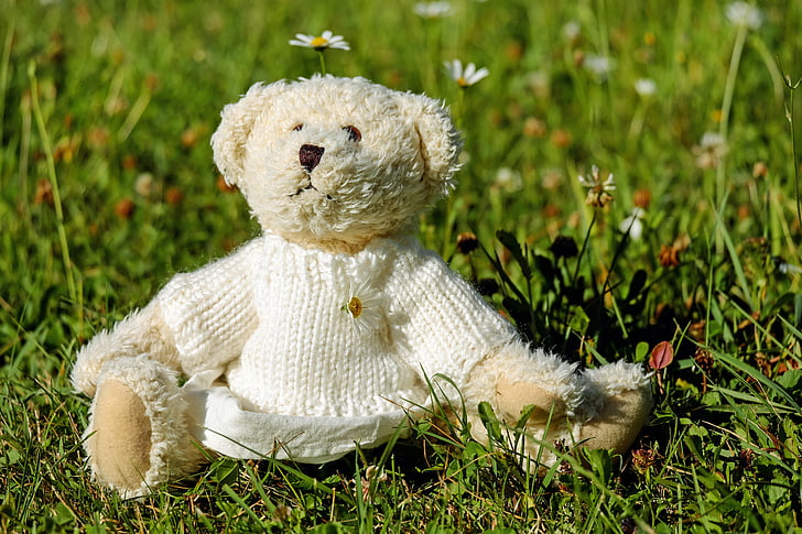 Teddy, plysj, Bjørn, søt, bamse, eng, gresset