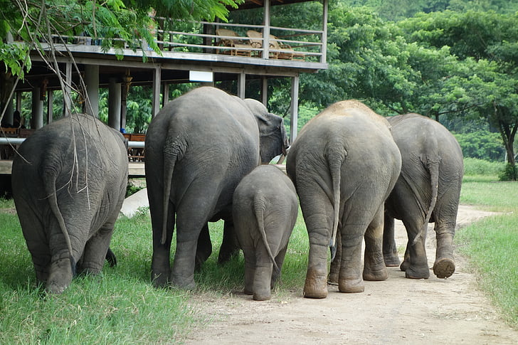 olifant, Thailand, Elephant natuurpark, dier, zoogdier, dieren in het wild, natuur