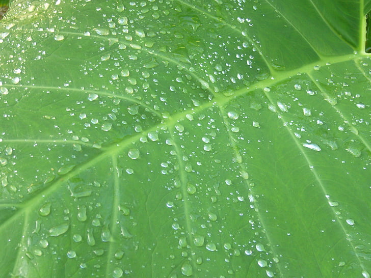 green, background, leaf, water drops, drops, dew, nature