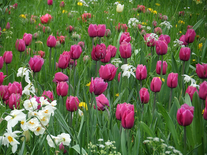 tulipany, trawa, łąka, Mainau, wiosna, fioletowy, kwiat