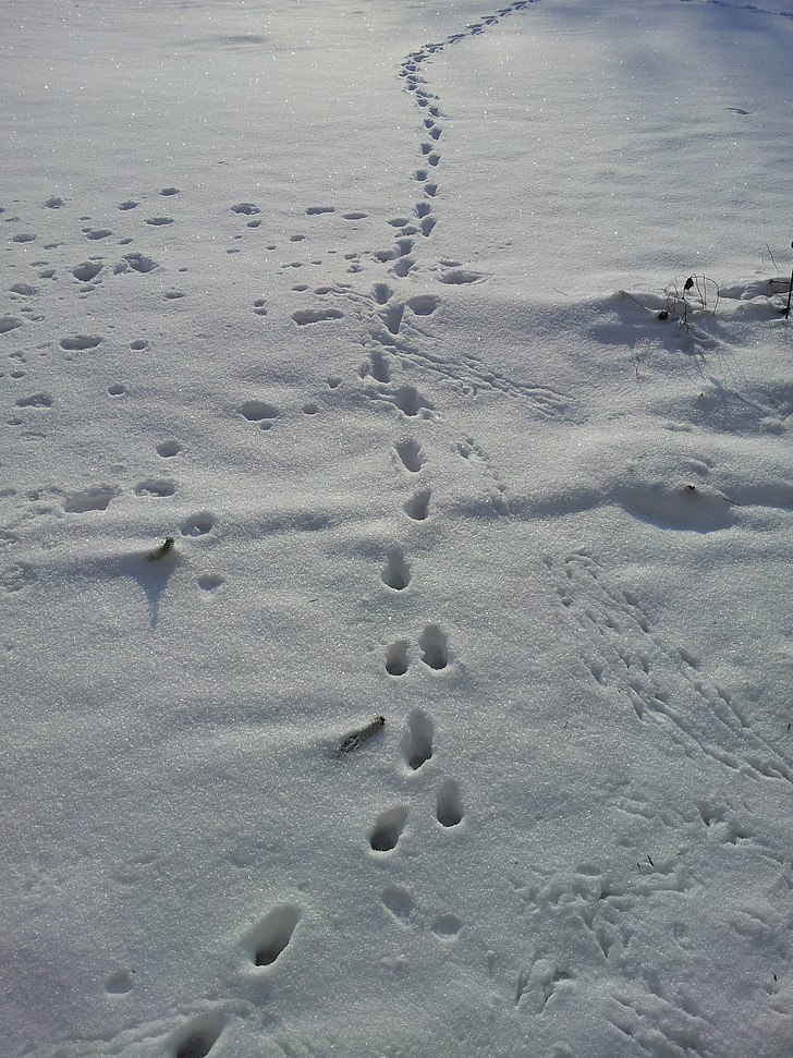 snow lane, tracks in the snow, winter, footprints, animal tracks, footprint, snow