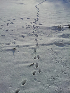 sne lane, spor i sneen, vinter, fodspor, dyr spor, fodaftryk, sne