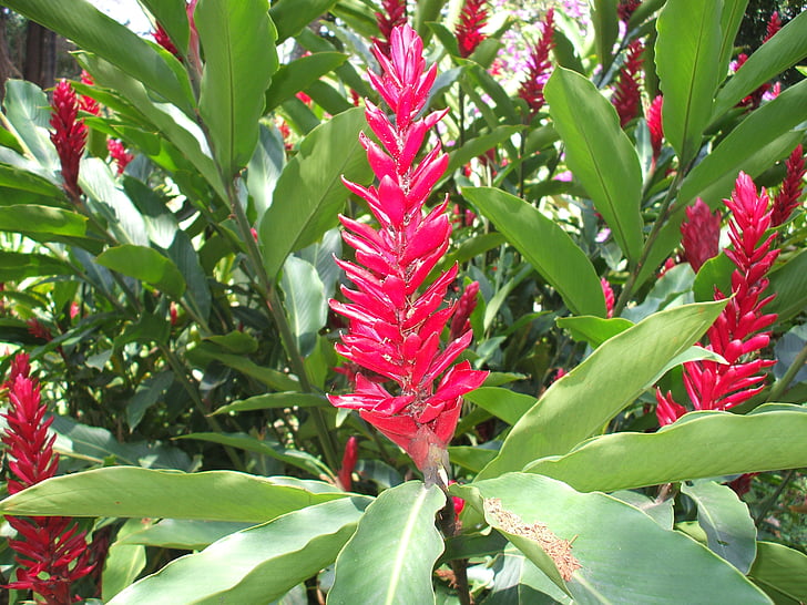 colombia, flower, heliconia, plant, leaves, garden, flowers