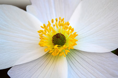 anemone, white, flower, bloom, petals, anthers, stigma