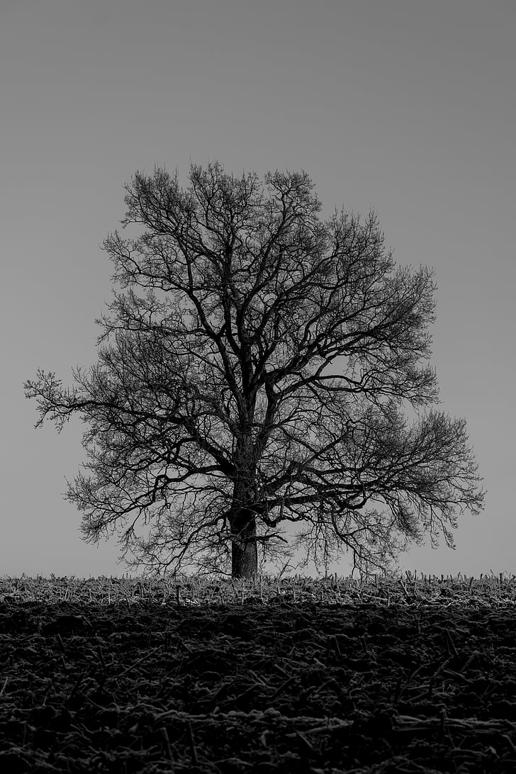 zimné, strom, Winter stromov, Príroda, sivá, nálada, osamelý