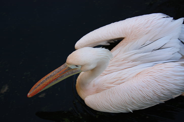 Pelican, lintu, nousi
