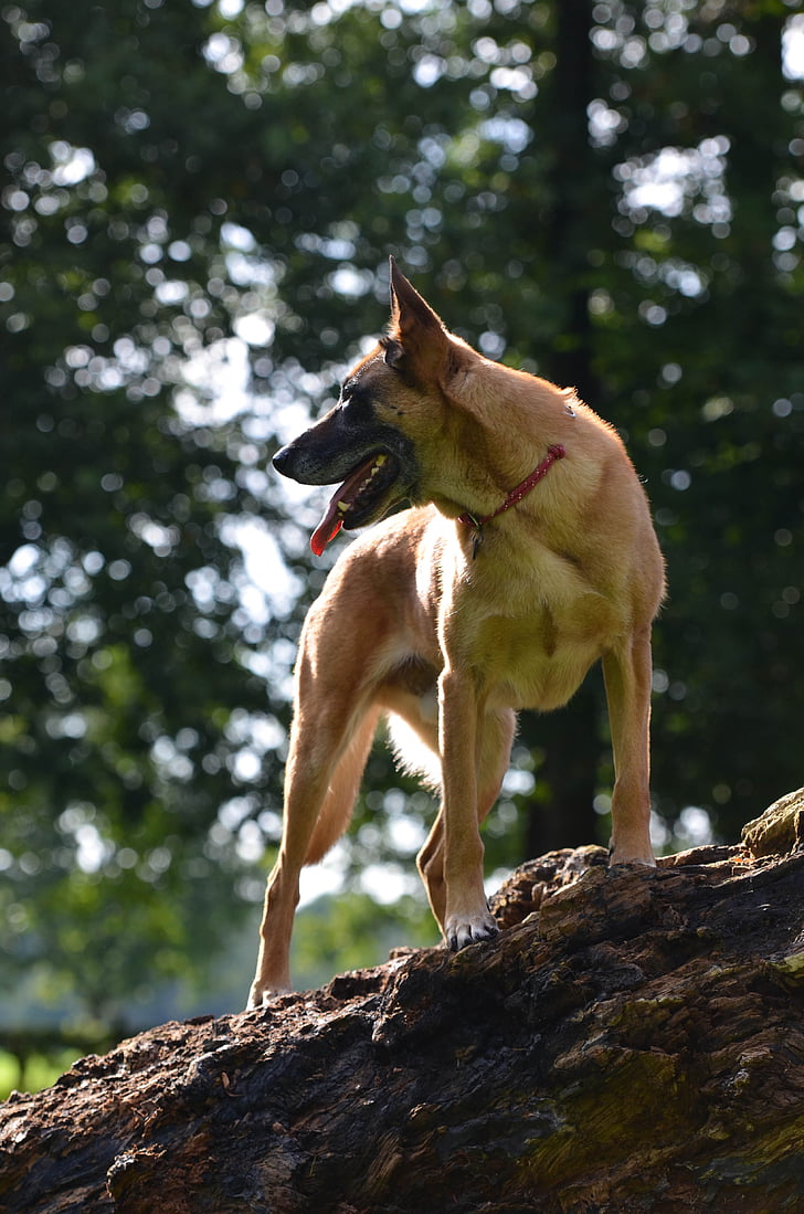 Malinois, cane da pastore belga, estate, albero, verde, sole, cane