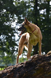 malinois, สุนัขเลี้ยงแกะที่เบลเยียม, ฤดูร้อน, ต้นไม้, สีเขียว, ดวงอาทิตย์, สุนัข