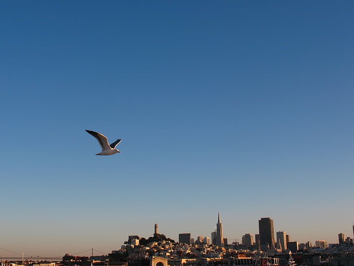 Чайка, Сан-Франциско, небо, полет, Скайлайн, центр города, здание