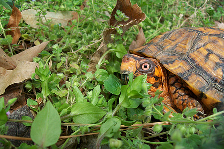 box turtle, spring, outdoors, orange, shell, natural, close