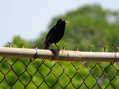 птица, ограда, парк, дивата природа