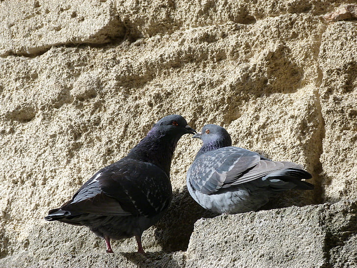 pigeons, birds, couple, sun, animal, nature