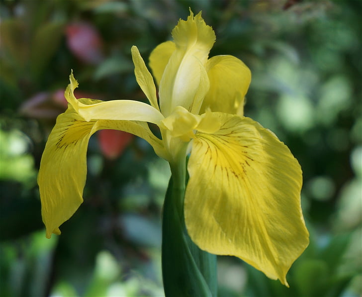 Iris, taimed, lilled, kollane, kevadel, loodus