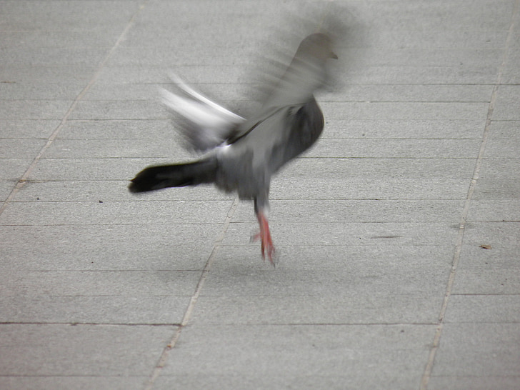 Pigeon, Tag væk, fugle