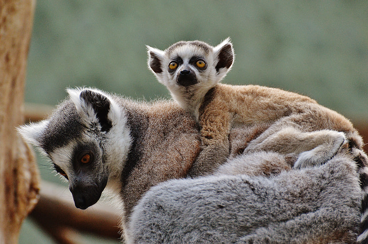 opica, lemur, živalski svet, živalski vrt, mama, mlade živali, varnost
