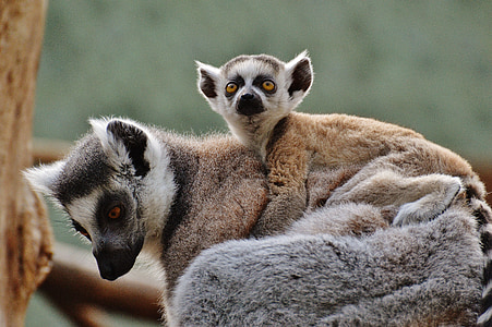 APE, Lemur, mundo animal, Parque zoológico, mama, animal joven, seguridad
