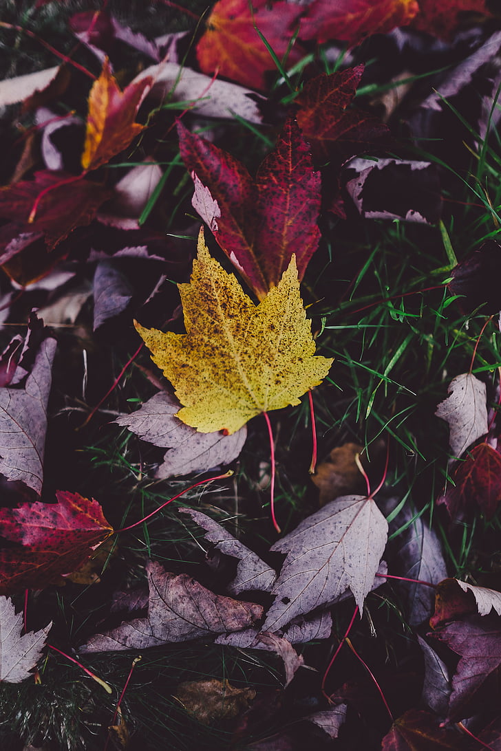 Maple, daun, hijau, rumput, musim gugur, alam, musim