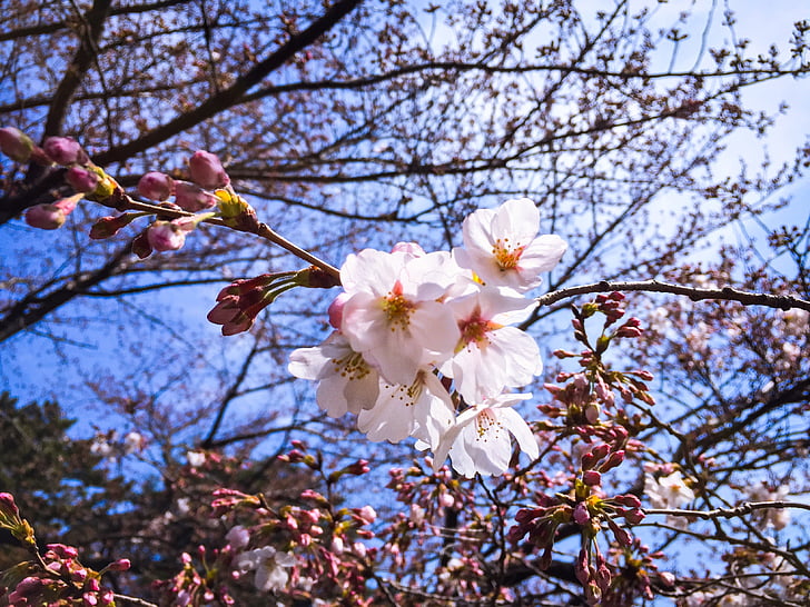 Tokio, jar, čerešňa, kvet, kvet, Vonkajší, Park