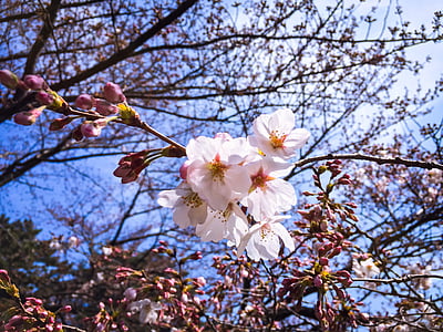 Tòquio, primavera, cirera, flor, flor, l'aire lliure, Parc