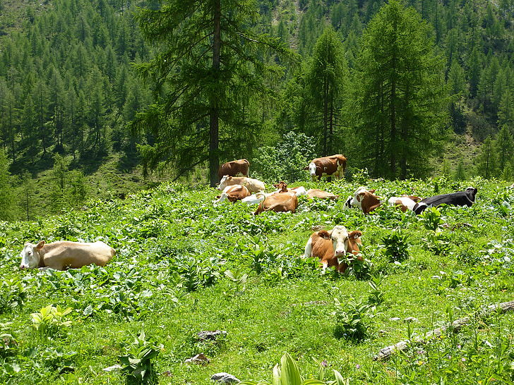 vacas, Alm, descanso, Prado alpino, pastar, Verão
