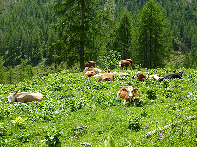 крави, Alm, почивка, Алпийска ливада, пасат, лято