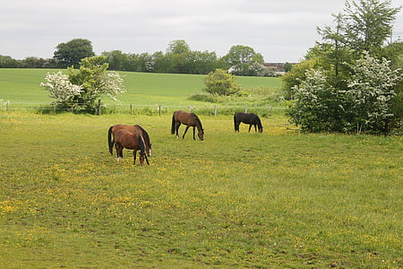 horses, mark, expensive, farmhouse, farm, eng, natural