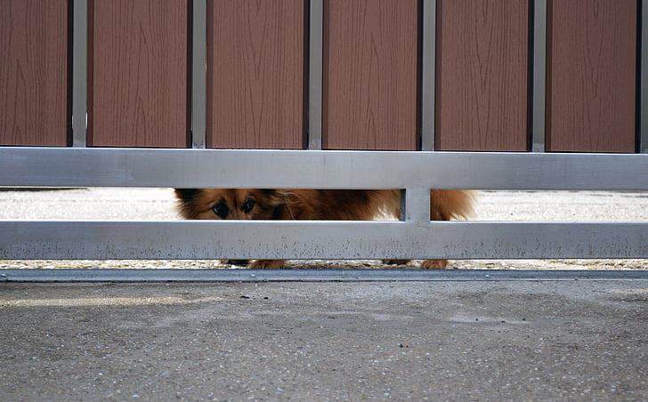 con chó, hàng rào, ẩn